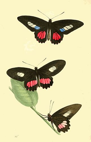 Parides zacynthus